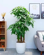 �����̻�����ֲ��